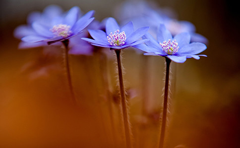 楼顶菜园花园实景 楼顶菜园花园实景图片 一文说明详尽!