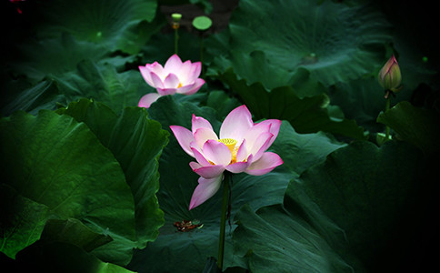 屋顶漏雨最佳解决方法 顶楼怎么做才能永久防水 全程无水分干