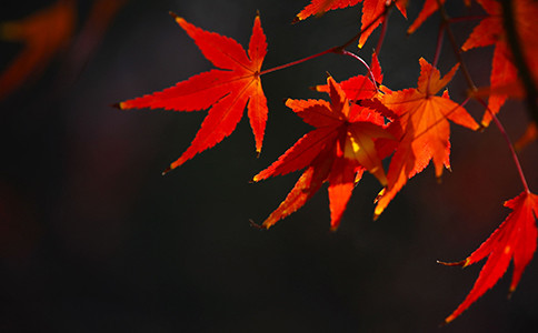 外墙用防水砂浆还是防水腻子好 外墙用防水砂浆还是防水腻子好